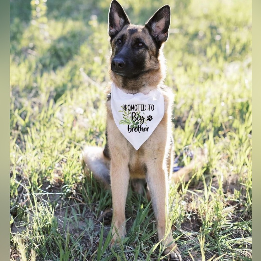 “Promoted to Big Brother” dog bandanna